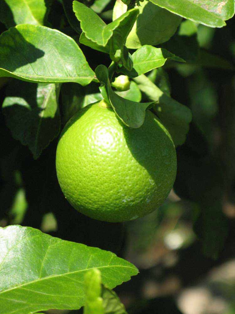            Immature fruit (Winter Haven, FL)   